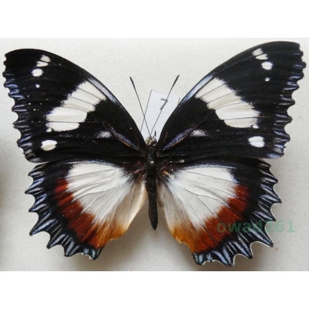 Hypolimnas dexithea Hewitson, 1863 Madagascar 87mm7